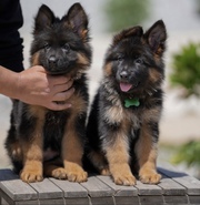 Beautiful German Shepherd Puppies for Rehoming 