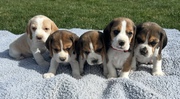 Lovely Beagle Puppies Ready Now 