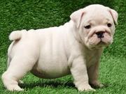 they are potty trained and house trained english bulldog puppies